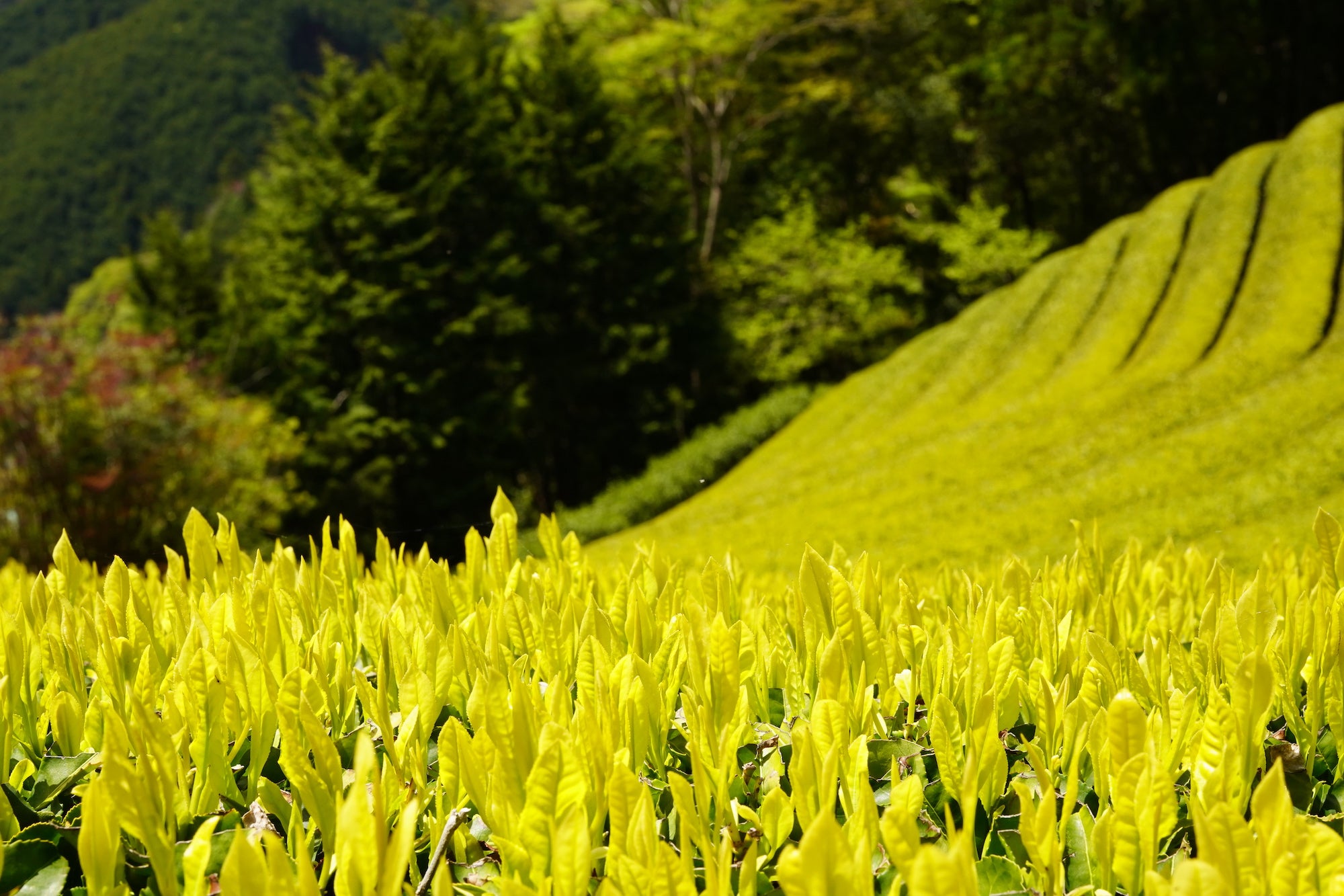 黄金みどり茶園｜お茶の通販サイト｜もえぎ商店