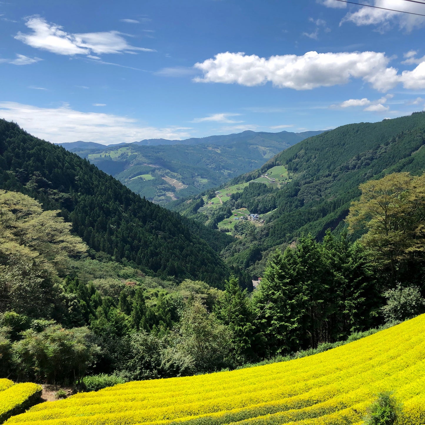黄金みどり煎茶
