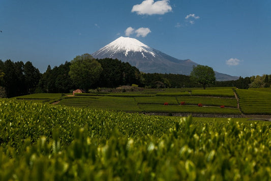 もえぎ商店 閉店のお知らせと、黄金みどりの行き先について