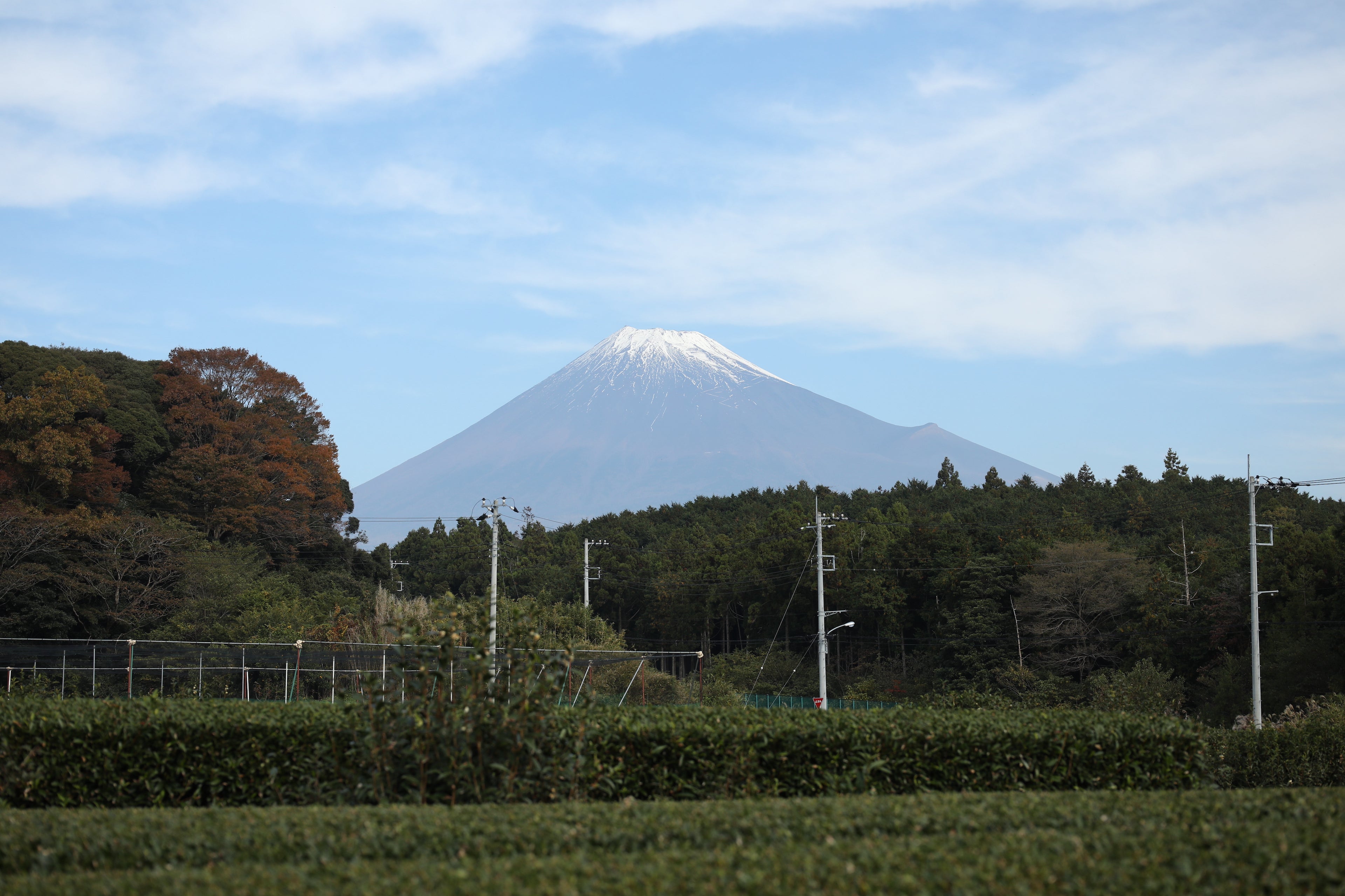 富士山まる茂茶園